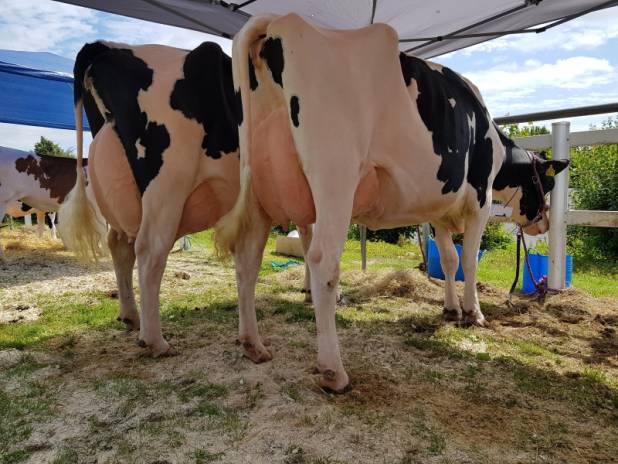 Priestland 5932 Sammy Dellia