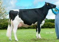 Priestland 4924 Goldwyn Fifi VG86