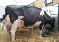 Drumlee Mischief Denison EX95