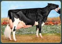 Jacobs Goldwyn Valana EX95-2E (grand-dam)