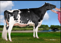 Jacobs Doorman Velvet VG85