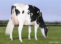 Priestland 5126 Shottle Sizzle EX93