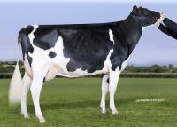 Priestland 4931 Golden Fifi VG88