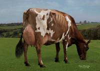 Sandyford Lucky Honey EX92