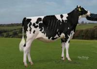 Priestland 6530 Solomon James Rose VG87