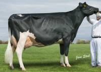 Priestland 5206 Goldwyn Delicate EX93