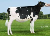 Priestland 6135 Solomon Ambrosia (Champion calf Northern Ireland Calf Show 2017)