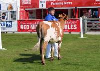 Sandyford Marlow Clover @ Balmoral Show