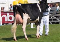 Priestland 5612 Atwood Sizzle VG88