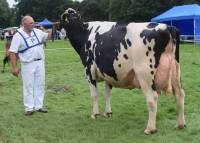 Priestland 4951 Shot Bedazzle EX95 @ Thompsons Cow of the Year 2019
