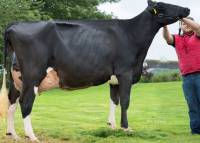 Prieestland 5594 Alexander J Rose (pictured Summer 2017 2nd calver)