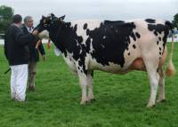Priestland 4951 Shot Bedazzle with judge Willie Crawford and John at the halter