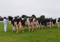 Dairy group of three class