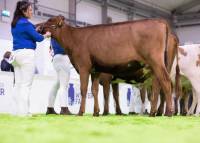 JUNIOR AYRSHIRE CHAMPION & HM INTERBREED JUNIOR CHAMPION