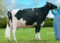 Senior Heifer in Milk - Priestland 4876 Goldwyn Karen
