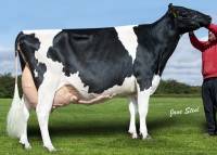 PRIESTLAND 5446 SHOT J ROSE