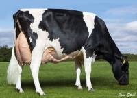 PRIESTLAND 5446 SHOT J ROSE