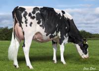 PRIESTLAND 6530 SOLOMON JAMES ROSE VG87