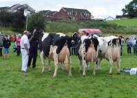 Holstein cow in milk class