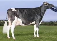 Ardnasalem Damion Robin 2 EX91