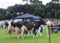 Group of three holsteins - placed first