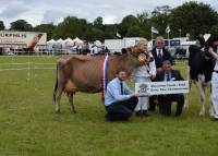 Bluegrass Bobs Jane Russell was interbreed dairy champion