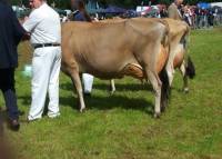 Bluegrass Bobs Jane Russell at the top of the Jersey cow in milk class