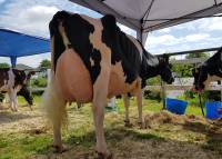 Priestland 5446 Shot J Rose