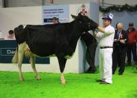 Priestland 5206 Goldwyn Delicate on her way into the show ring
