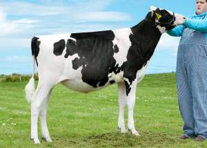 PRIESTLAND 5275 FEVER DELLIA VG89