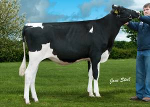 PRIESTLAND 5238 FEVER DELLIA VG87