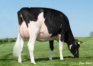 PRIESTLAND 5615 FEVER DELLIA VG88