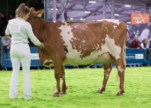 BUSHMILLS JAZZ R PETAL VG88