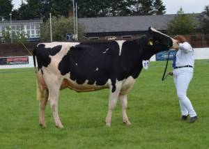 PRIESTLAND 6062 ATWOOD LAUREL VG87