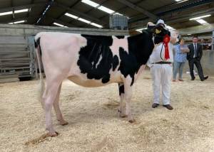 PRIESTLAND 6409 UNIX AMBROSIA VG89