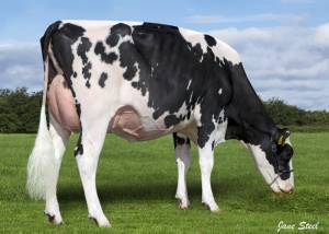 PRIESTLAND 6530 SOLOMON JAMES ROSE VG88