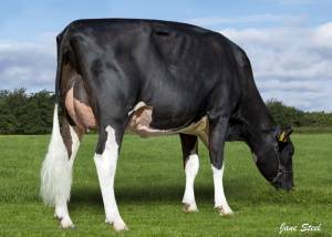 PRIESTLAND 6529 BOMBER JAMES ROSE VG87