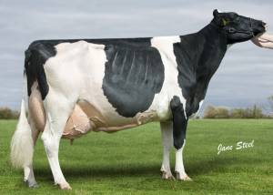 Priestland 4934 Goldwyn Ambrosia EX95(3E) LP80 SP