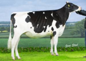 PRIESTLAND 6135 SOLOMON AMBROSIA EX91