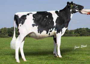 PRIESTLAND 7085 MASTER JAMES ROSE VG86
