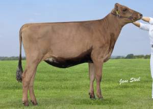 PRIESTLAND HAIL SIERRA LILY VG85