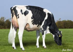 PRIESTLAND 7043 MASTER JAMES ROSE VG87 2YR