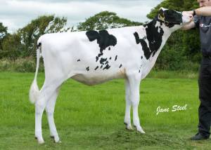 Pavime Million Paradise VG87