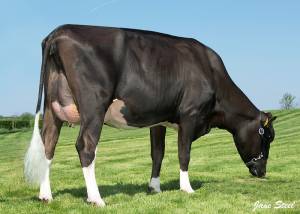 Priestland 5600 Alexander J Rose EX92(2)