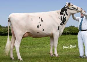 Priestland 5077 Million G Laurel EX92(2E)