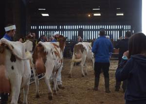 Ayrshire Judging Day - Calderglen Campbeltown Argyll