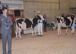 NI HYB Calf Show 2015