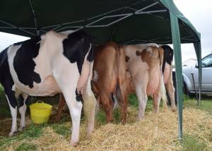 County Londonderry Show 2016