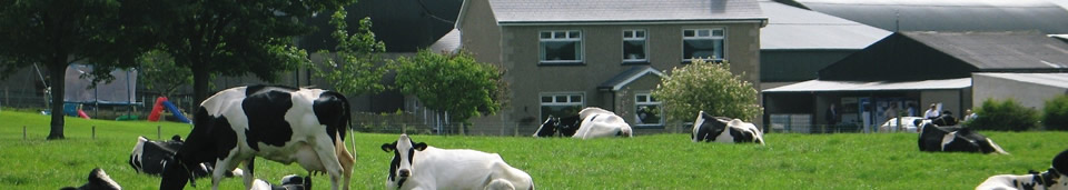 Priestland Holsteins