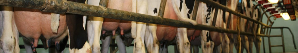 Priestland Holsteins